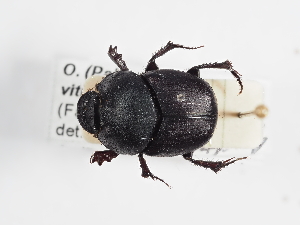  ( - ABOL-25-0615)  @11 [ ] CC-BY (2025) Naturhistorisches Museum Wien Unspecified