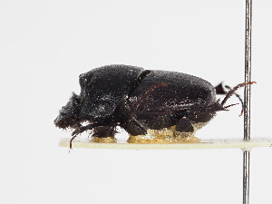  ( - ABOL-25-0615)  @11 [ ] CC-BY (2025) Naturhistorisches Museum Wien Unspecified