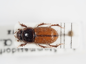  (Bodilopsis sordida - ABOL-25-0651)  @11 [ ] CC-BY (2025) Naturhistorisches Museum Wien Unspecified