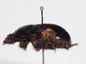  ( - ABOL-25-0490)  @11 [ ] CC-BY (2025) Naturhistorisches Museum Wien Unspecified