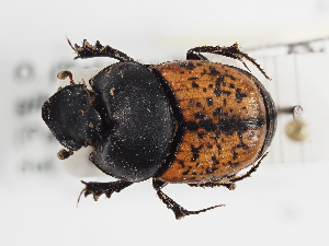  ( - ABOL-25-0454)  @11 [ ] CC-BY (2025) Naturhistorisches Museum Wien Unspecified