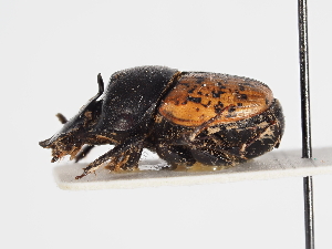  ( - ABOL-25-0454)  @11 [ ] CC-BY (2025) Naturhistorisches Museum Wien Unspecified