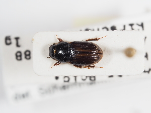  (Melinopterus punctatosulcatus - ABOL-25-0451)  @11 [ ] CC-BY (2025) Naturhistorisches Museum Wien Unspecified