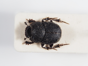  ( - ABOL-25-0556)  @11 [ ] CC-BY (2025) Naturhistorisches Museum Wien Unspecified