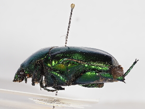  ( - ABOL-25-0474)  @11 [ ] CC-BY (2025) Naturhistorisches Museum Wien Unspecified
