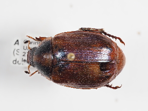  (Anomala dubia - ABOL-25-0495)  @11 [ ] CC-BY (2025) Naturhistorisches Museum Wien Unspecified