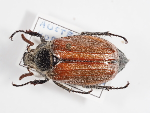  (Melolontha hippocastani - ABOL-25-0501)  @11 [ ] CC-BY (2025) Naturhistorisches Museum Wien Unspecified