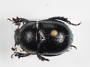  (Trypocopris alpinus alpinus - ABOL-25-0500)  @11 [ ] CC-BY (2025) Naturhistorisches Museum Wien Unspecified