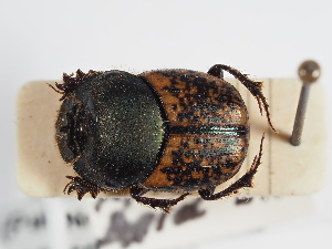  ( - ABOL-25-0447)  @11 [ ] CC-BY (2025) Naturhistorisches Museum Wien Unspecified