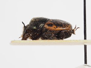  ( - ABOL-25-0447)  @11 [ ] CC-BY (2025) Naturhistorisches Museum Wien Unspecified