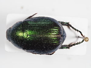  ( - ABOL-25-0481)  @11 [ ] CC-BY (2025) Naturhistorisches Museum Wien Unspecified