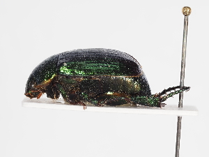  ( - ABOL-25-0481)  @11 [ ] CC-BY (2025) Naturhistorisches Museum Wien Unspecified