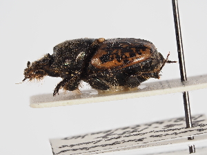  ( - ABOL-25-0459)  @11 [ ] CC-BY (2025) Naturhistorisches Museum Wien Unspecified