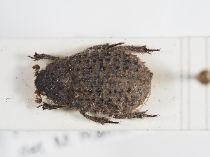  ( - ABOL-25-0670)  @11 [ ] CC-BY (2025) Naturhistorisches Museum Wien Unspecified