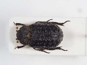  ( - ABOL-25-0558)  @11 [ ] CC-BY (2025) Naturhistorisches Museum Wien Unspecified