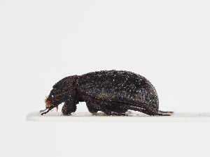  ( - ABOL-25-0558)  @11 [ ] CC-BY (2025) Naturhistorisches Museum Wien Unspecified