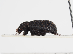  ( - ABOL-25-0569)  @11 [ ] CC-BY (2025) Naturhistorisches Museum Wien Unspecified