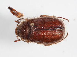  ( - ABOL-25-0487)  @11 [ ] CC-BY (2025) Naturhistorisches Museum Wien Unspecified