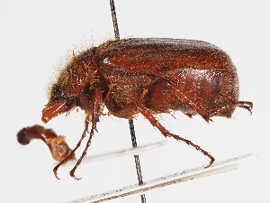  ( - ABOL-25-0487)  @11 [ ] CC-BY (2025) Naturhistorisches Museum Wien Unspecified