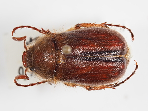  ( - ABOL-25-0488)  @11 [ ] CC-BY (2025) Naturhistorisches Museum Wien Unspecified