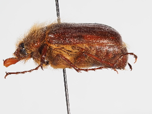  ( - ABOL-25-0488)  @11 [ ] CC-BY (2025) Naturhistorisches Museum Wien Unspecified