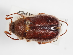  ( - ABOL-25-0489)  @11 [ ] CC-BY (2025) Naturhistorisches Museum Wien Unspecified