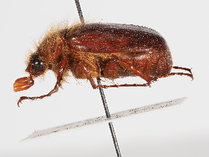  ( - ABOL-25-0489)  @11 [ ] CC-BY (2025) Naturhistorisches Museum Wien Unspecified