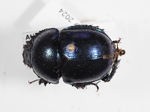  (Trypocopris vernalis vernalis - ABOL-25-0640)  @11 [ ] Unspecified (default): All Rights Reserved (2025) Naturhistorisches Museum Wien Unspecified