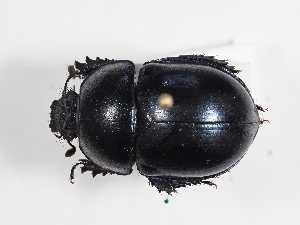  ( - ABOL-25-0641)  @11 [ ] Unspecified (default): All Rights Reserved (2025) Naturhistorisches Museum Wien Unspecified