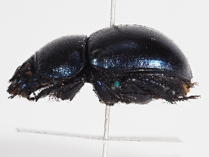  ( - ABOL-25-0641)  @11 [ ] Unspecified (default): All Rights Reserved (2025) Naturhistorisches Museum Wien Unspecified