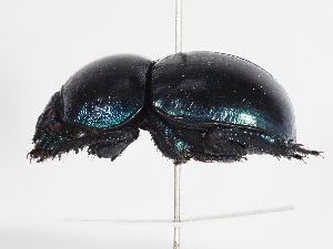  ( - ABOL-25-0642)  @11 [ ] Unspecified (default): All Rights Reserved (2025) Naturhistorisches Museum Wien Unspecified