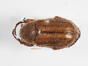  (Amphimallon solstitiale - ABOL-25-0637)  @11 [ ] Unspecified (default): All Rights Reserved (2025) Naturhistorisches Museum Wien Unspecified
