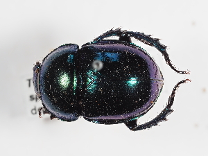  (Trypocopris pyrenaeus - ABOL-25-0592)  @11 [ ] CC-BY (2025) Naturhistorisches Museum Wien Unspecified