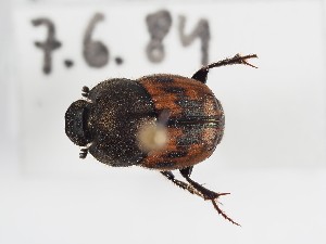  ( - ABOL-25-0515)  @11 [ ] CC-BY (2025) Naturhistorisches Museum Wien Unspecified