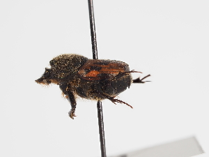  ( - ABOL-25-0515)  @11 [ ] CC-BY (2025) Naturhistorisches Museum Wien Unspecified