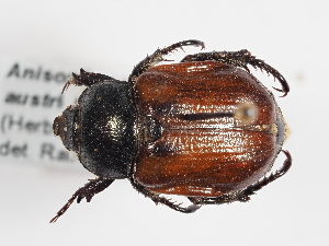  (Anisoplia austriaca - ABOL-25-0541)  @11 [ ] CC-BY (2025) Naturhistorisches Museum Wien Unspecified