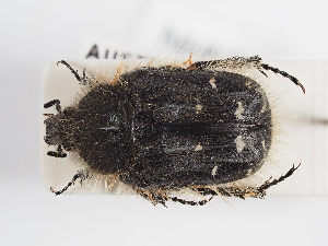  ( - ABOL-25-0517)  @11 [ ] CC-BY (2025) Naturhistorisches Museum Wien Unspecified