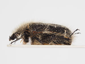  ( - ABOL-25-0517)  @11 [ ] CC-BY (2025) Naturhistorisches Museum Wien Unspecified