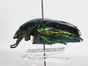  ( - ABOL-25-0516)  @11 [ ] CC-BY (2025) Naturhistorisches Museum Wien Unspecified