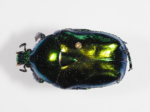  ( - ABOL-25-0600)  @11 [ ] Unspecified (default): All Rights Reserved (2025) Naturhistorisches Museum Wien Unspecified