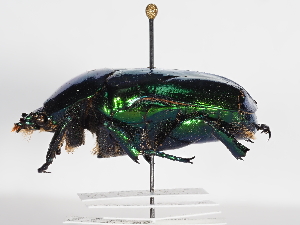  ( - ABOL-25-0600)  @11 [ ] Unspecified (default): All Rights Reserved (2025) Naturhistorisches Museum Wien Unspecified