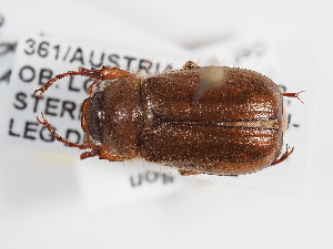  (Amphimallon assimile/burmeisteri - ABOL-25-0646)  @11 [ ] Unspecified (default): All Rights Reserved (2025) Naturhistorisches Museum Wien Unspecified