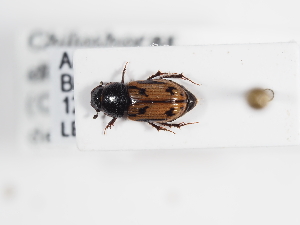  (Chilothorax distinctus - ABOL-25-0627)  @11 [ ] CC-BY (2025) Naturhistorisches Museum Wien Unspecified