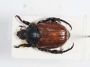  (Anisoplia lata - ABOL-25-0599)  @11 [ ] CC-BY (2025) Naturhistorisches Museum Wien Unspecified