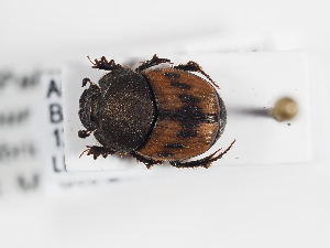  ( - ABOL-25-0628)  @11 [ ] CC-BY (2025) Naturhistorisches Museum Wien Unspecified