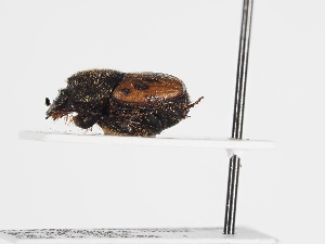  ( - ABOL-25-0628)  @11 [ ] CC-BY (2025) Naturhistorisches Museum Wien Unspecified