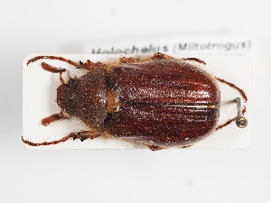  (Holochelus nocturnus - ABOL-25-0472)  @11 [ ] CC-BY (2025) Naturhistorisches Museum Wien Unspecified