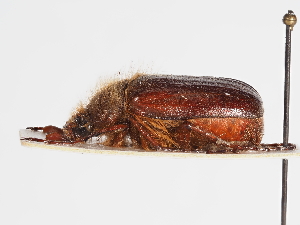  ( - ABOL-25-0472)  @11 [ ] CC-BY (2025) Naturhistorisches Museum Wien Unspecified