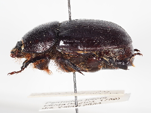  ( - ABOL-24-1802)  @11 [ ] Unspecified (default): All Rights Reserved (2024) Naturhistorisches Museum Wien Naturhistorisches Museum Wien