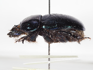  ( - ABOL-24-1786)  @11 [ ] Unspecified (default): All Rights Reserved (2024) Naturhistorisches Museum Wien Naturhistorisches Museum Wien